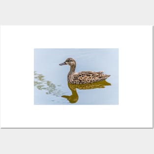 Female Blue-winged Teal Posters and Art